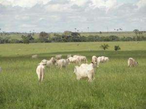 Fazenda em marandu