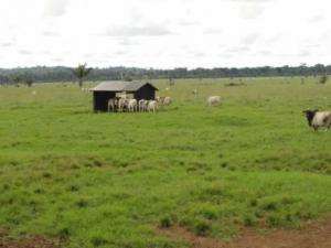 Fazenda em marandu