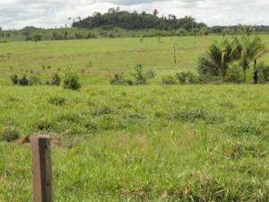 Fazenda em marandu