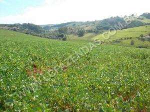 Fazenda em serrania - minas gerais
