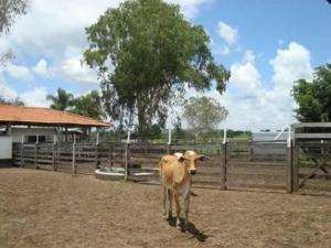 Fazenda em buritizeiro - minas gerais