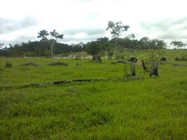 Mt - alta floresta - mt fazendas