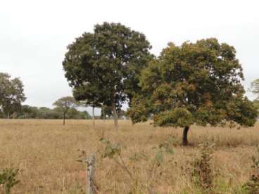 Mt - cáceres - mt fazendas