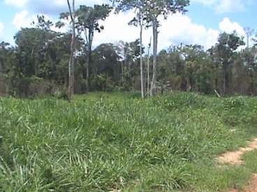 Mt - castanheira mt fazendas