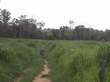 Mt - castanheira mt fazendas