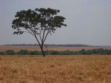 Mt - diamantino - mt fazendas