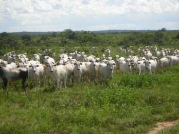 Mt - nobres - mt fazendas