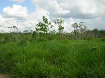 Mt - nova bandeirantes - mt fazendas