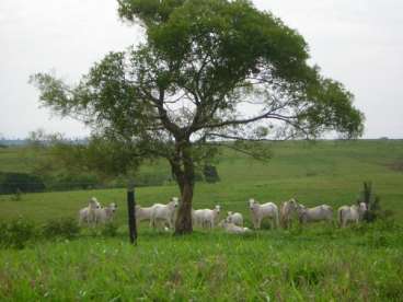 Mt - tangara da serra - mt fazendas