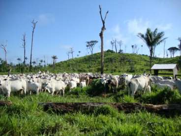 Pa - castelo dos sonhos pa fazendas