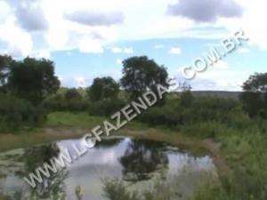 Fazenda no norte de minas gerais/lontra - minas ge