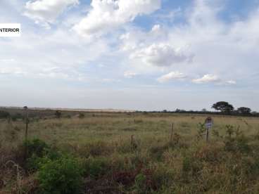 Tesouro mt (pecuária e agricultura)