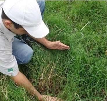 Capim vaquero ótimo para pastagem e fenacao