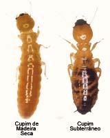 Controle biologico de cupim, fungo metarhizium ani