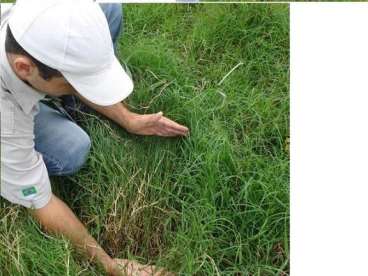 Capim vaquero ideal para pastagem de equinos