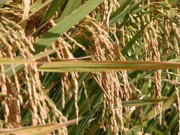 Silício agrícola em pó 94,6%si