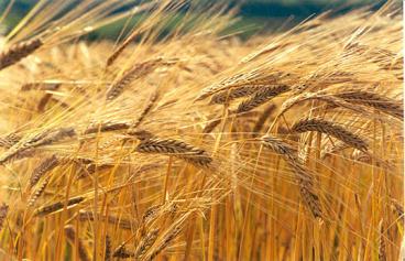 Silício agrícola em pó 94,6%si