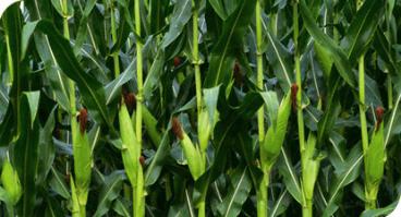 Silício agrícola em pó 94,6%si