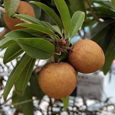 Mudas e sementes de frutiferas