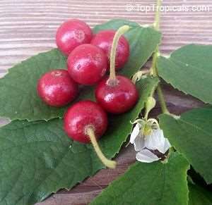 Mudas e sementes de frutiferas