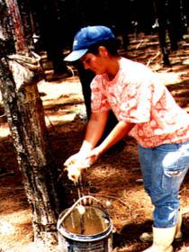 Resinagem de pinus elliottii - arrendamento