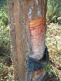 Resinagem de pinus elliottii - arrendamento