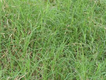 Capim vaquero, mais proteína e resistente a seca