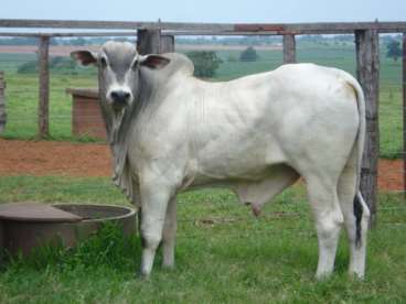 Hormonio de castracao quimica para bovinos