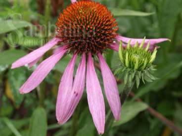 Equinácea (echinacea angustifolia)