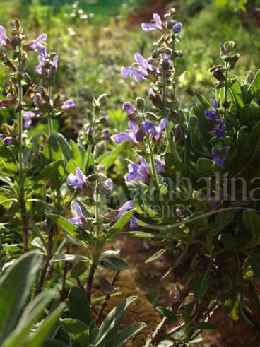 Salvia verdadeira (salvia officinalis)
