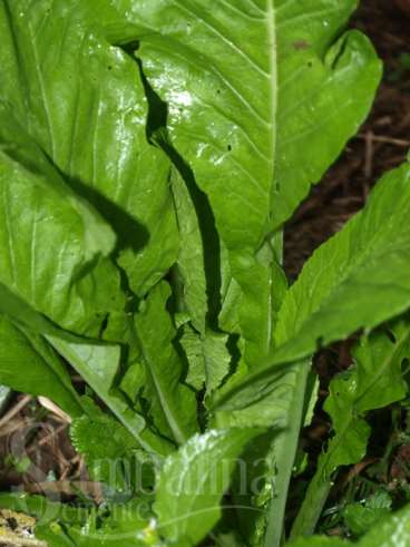 Alface mostarda japonesa komatsuma tendergreen