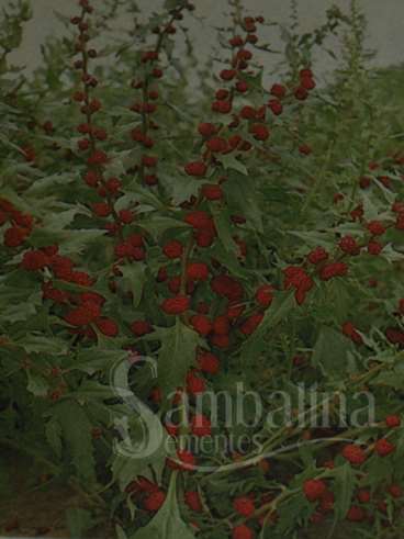 Espinafre morango (chenopodium capitatum)