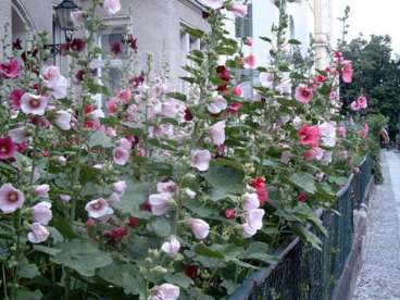 Alcea rosea - malvacee