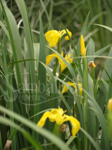 Lírio amarelo dos pántanos (iris pseudacorus)