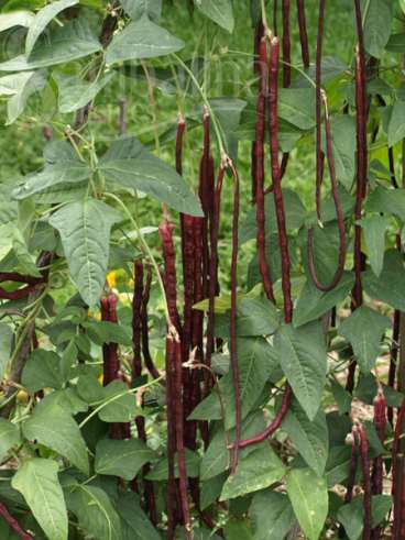 Vagem de metro roxa (vigna unguiculata)