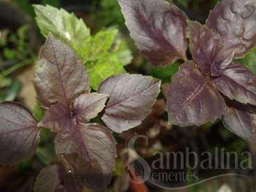 Manjericao violetto aromatico (ocimum basilicum)