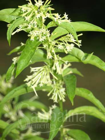 Dama-da-noite - Cestrum nocturnum 