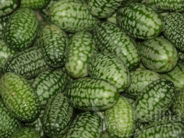 Mini-pepino mexicano - meloria scabra