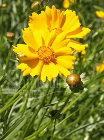 Coreopsis lanceolata