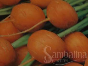 Cenoura paris market - daucus carota ssp. sativus