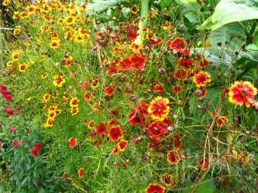 Margaridinha-escura – coreopsis tinctoria