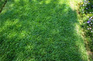Sementes de grama sao carlos p/gramados