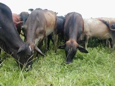 Sementes de estilosantes campo grande