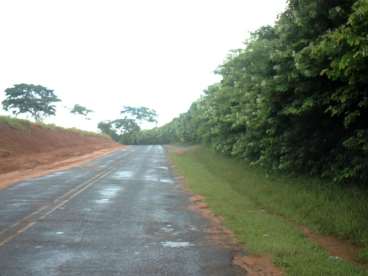 Sementes de cerca viva sansao do campo