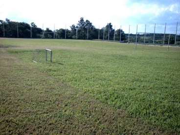 Semente de grama batatais para gramado industrial