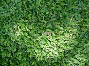 Sementes de grama sao carlos p/ gramado