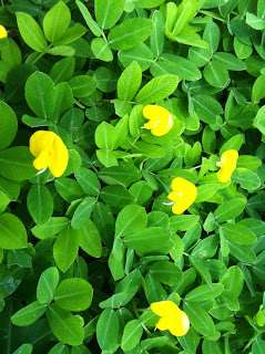 Sementes de amendoim forrageiro ( grama amendoim)