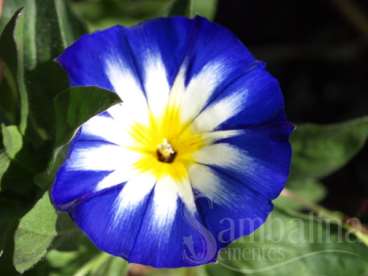 Dwarf morning glory - convolvulus tricolor