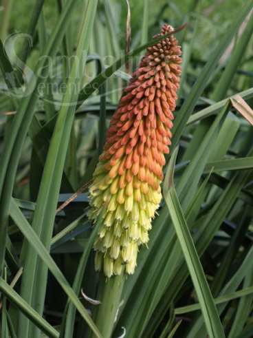 Lirio tocha - kniphofia uvária