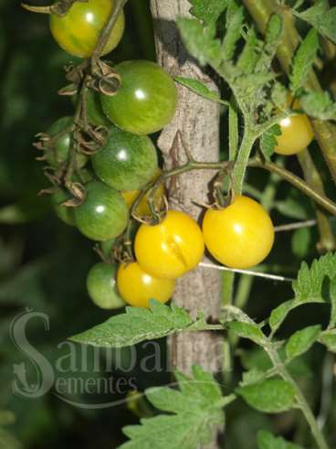 Tomate snow white cherry